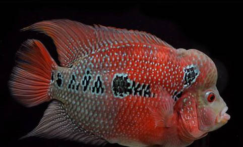 養(yǎng)魚水變綠水怎么處理