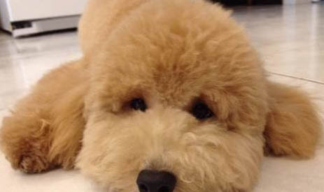 貴賓犬身體發(fā)抖的原因及處理方法