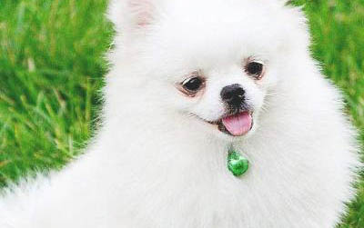 小狗老是干咳吃什么藥
