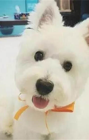 狗得庫欣綜合征能活多久啊