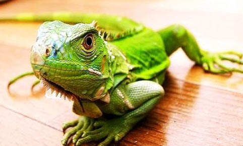 綠鬣蜥不吃東西的原因