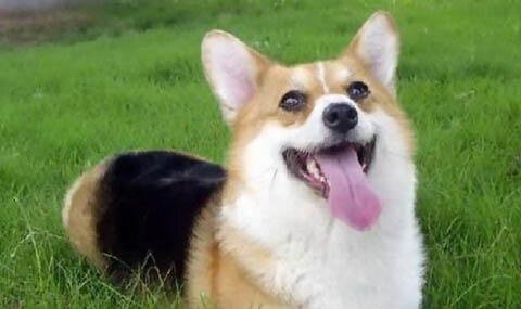 柯基和柴犬哪個貴