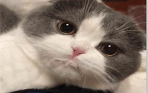 貓咪能不能吃奶油啊?