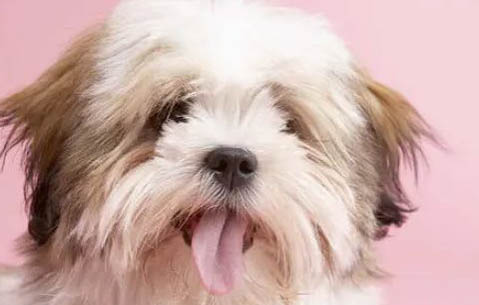 拉薩犬不愛吃東西的原因都是什么