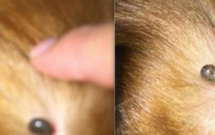狗狗食欲下降是什么原因