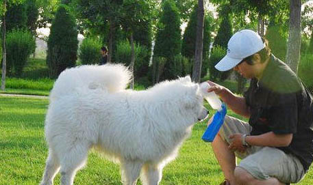 薩摩耶得犬瘟能活多久