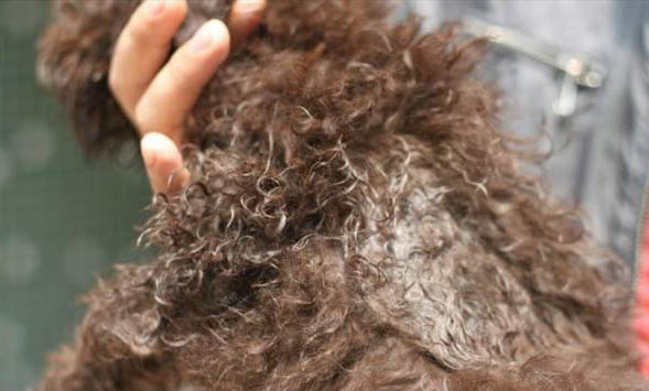 為什么狗狗的耳朵臭呢