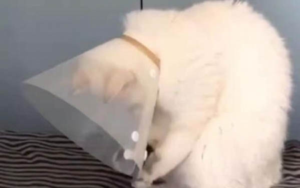 香茅精油對于貓咪來說有害嗎?