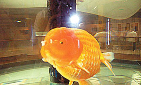 夏天熱帶魚死的原因及處理方法
