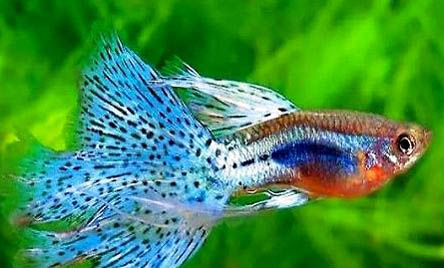孔雀魚難產的表現