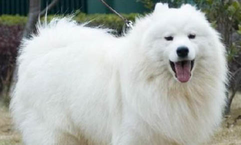母犬子宮蓄膿怎么判斷