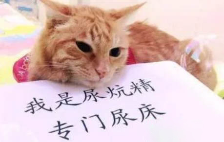兩個(gè)多月的貓咪吃貓糧需要泡一下嗎