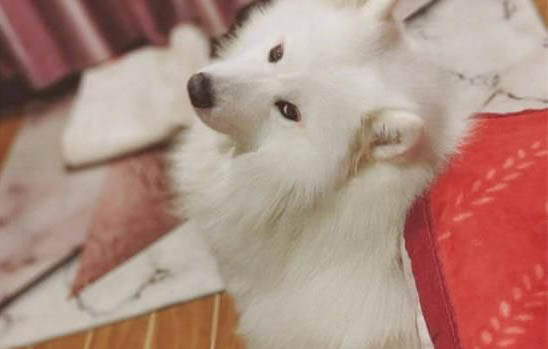 薩摩耶幼犬多大可以洗澡