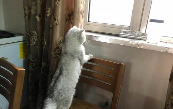 貓咪咳嗽打噴嚏拉稀是感冒了嗎怎么辦