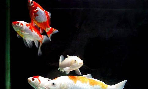 觀賞魚豎鱗病的癥狀及防治