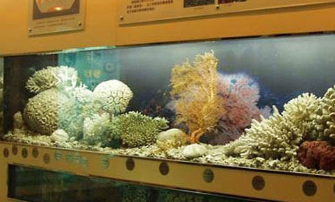 魚缸水發黃快速處理