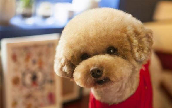 泰迪犬肚子咕嚕響又吐黃水是什么原因