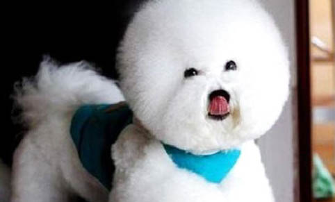 狗狗能吃石榴果嗎