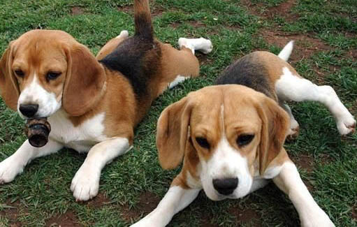 最好的小型獵犬品種