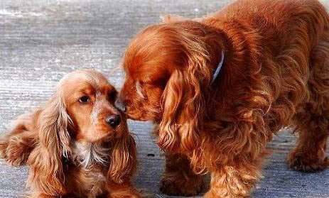 美國可卡犬多少錢一只