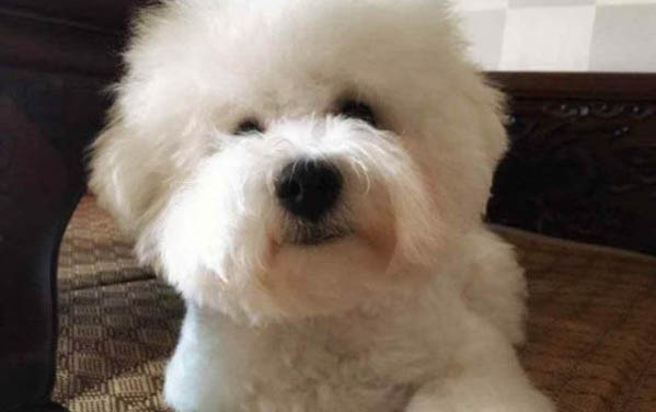 狗狗哼哼唧唧是撒嬌么