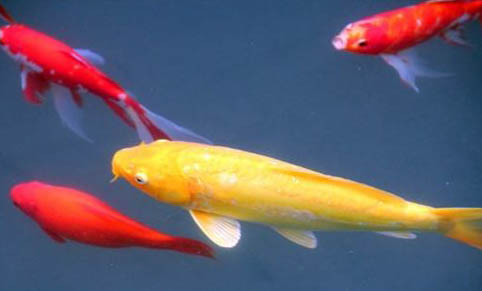 水溫變動(dòng)對觀賞魚的影響