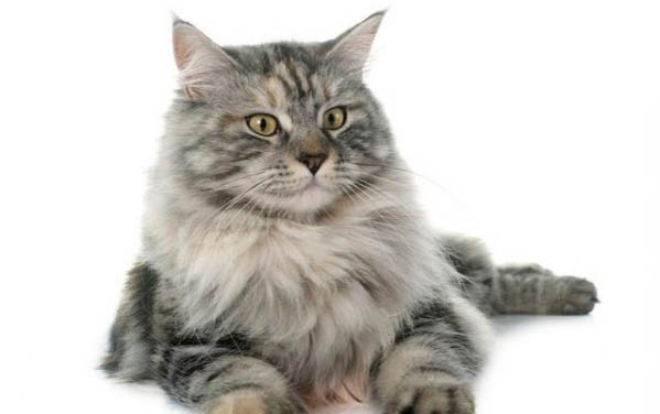 緬因貓的一些行為特征