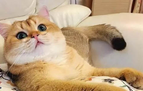 飼養金漸層的禁忌
