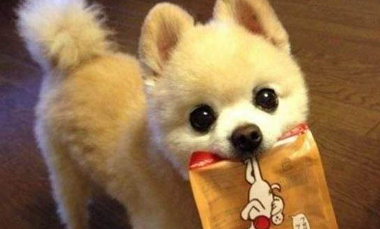 怎么鑒定狗狗有狂犬病六個標準
