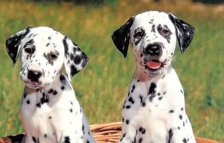泰迪幼犬有點拉稀怎么辦