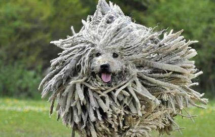 養波利犬注意事項