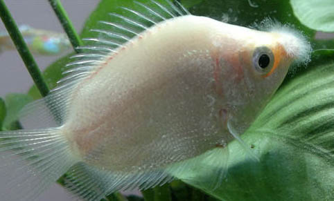 接吻魚要打氧氣嗎