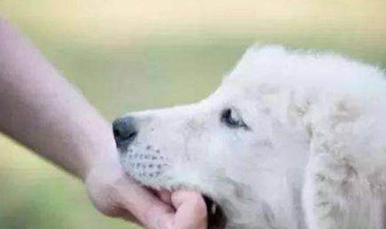 狂犬病在貓身上有潛伏期嗎