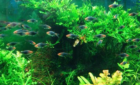 不用加熱棒的觀賞魚有哪些