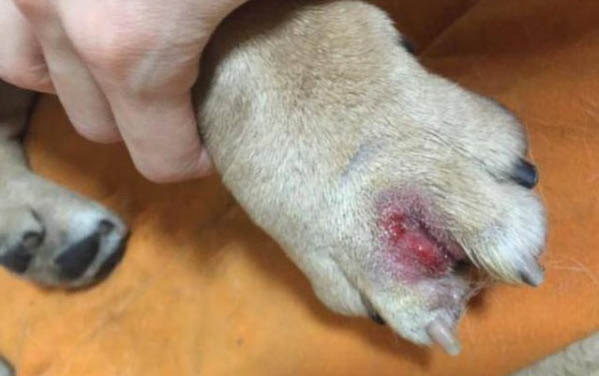 狗狗死之前哀嚎的原因是什么