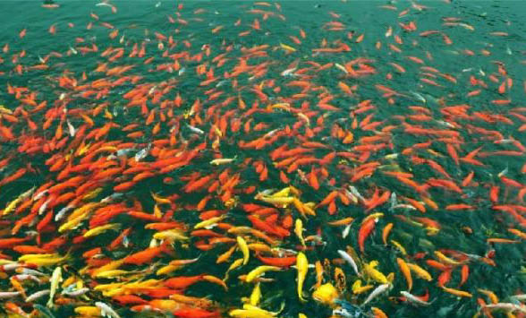 MAG寵物魚(yú)油怎么樣