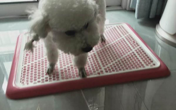 狗亂叫是為什么