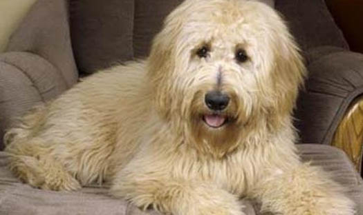 新斯科舍獵鴨犬怎么判斷生病了