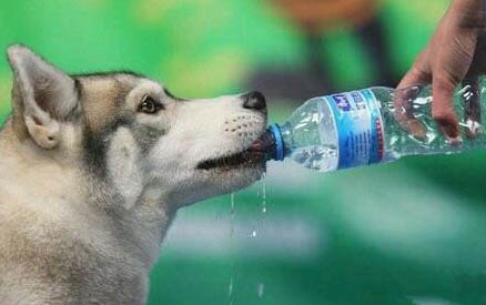 狗懷孕愛睡覺