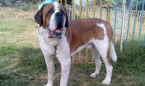 圣伯納犬冠狀病毒愈后注意事項