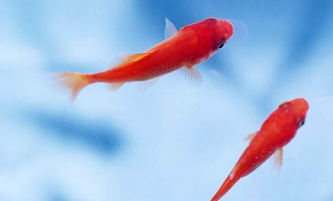 魚虱病