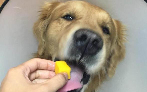 狗狗可不可以吃生花生
