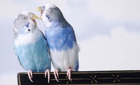 玄鳳鸚鵡冬天怕冷么?