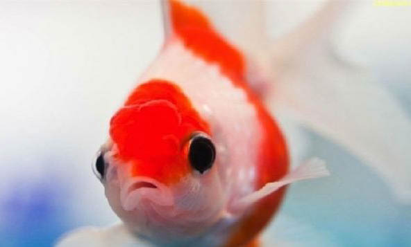 怎樣養小金魚不會死