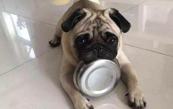 狗狗身上長疙瘩像痘痘怎么辦