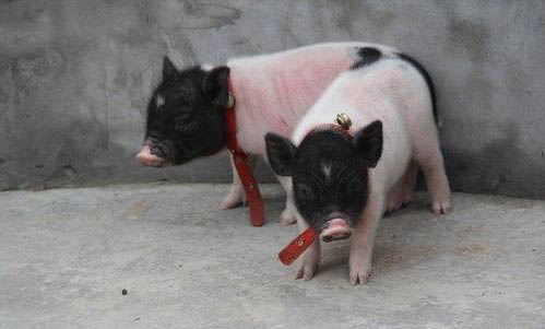 兩個月小香豬能吃什么