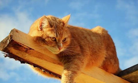 老年貓嘔吐原因及處理方法