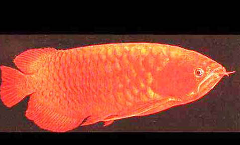 龍魚爛鰭應該怎么治