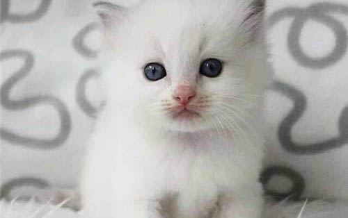 小貓得了貓癬會自愈的嗎?