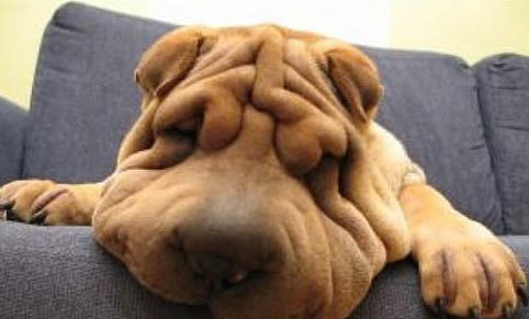 沙皮狗突然不吃東西怎么辦?